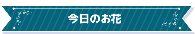 今日のお花